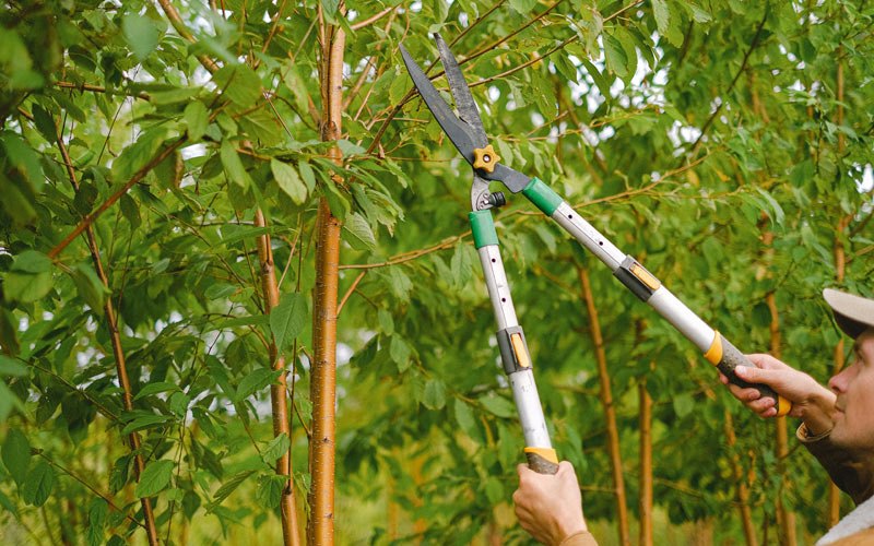 Tree trimming in Roachdale, IN